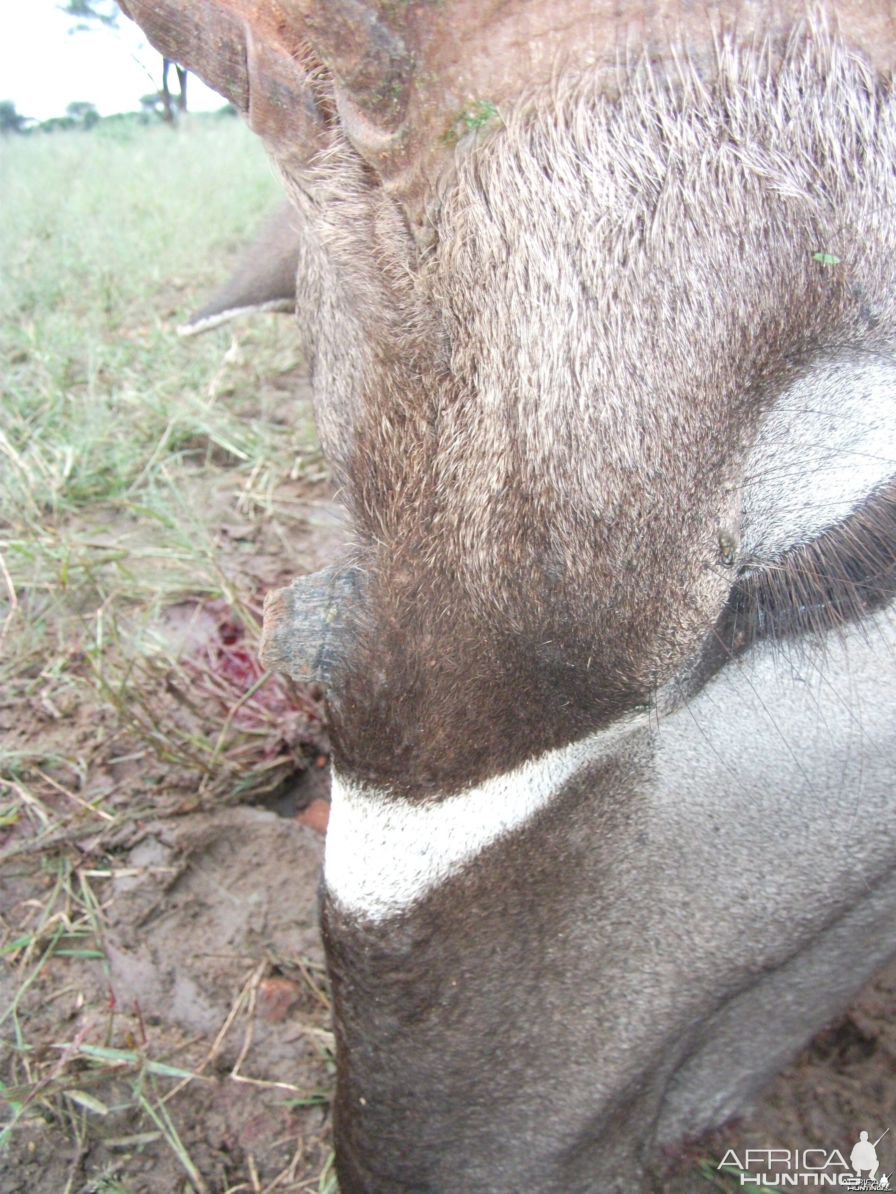 Three horned Greater Kudu hunted in Namibia