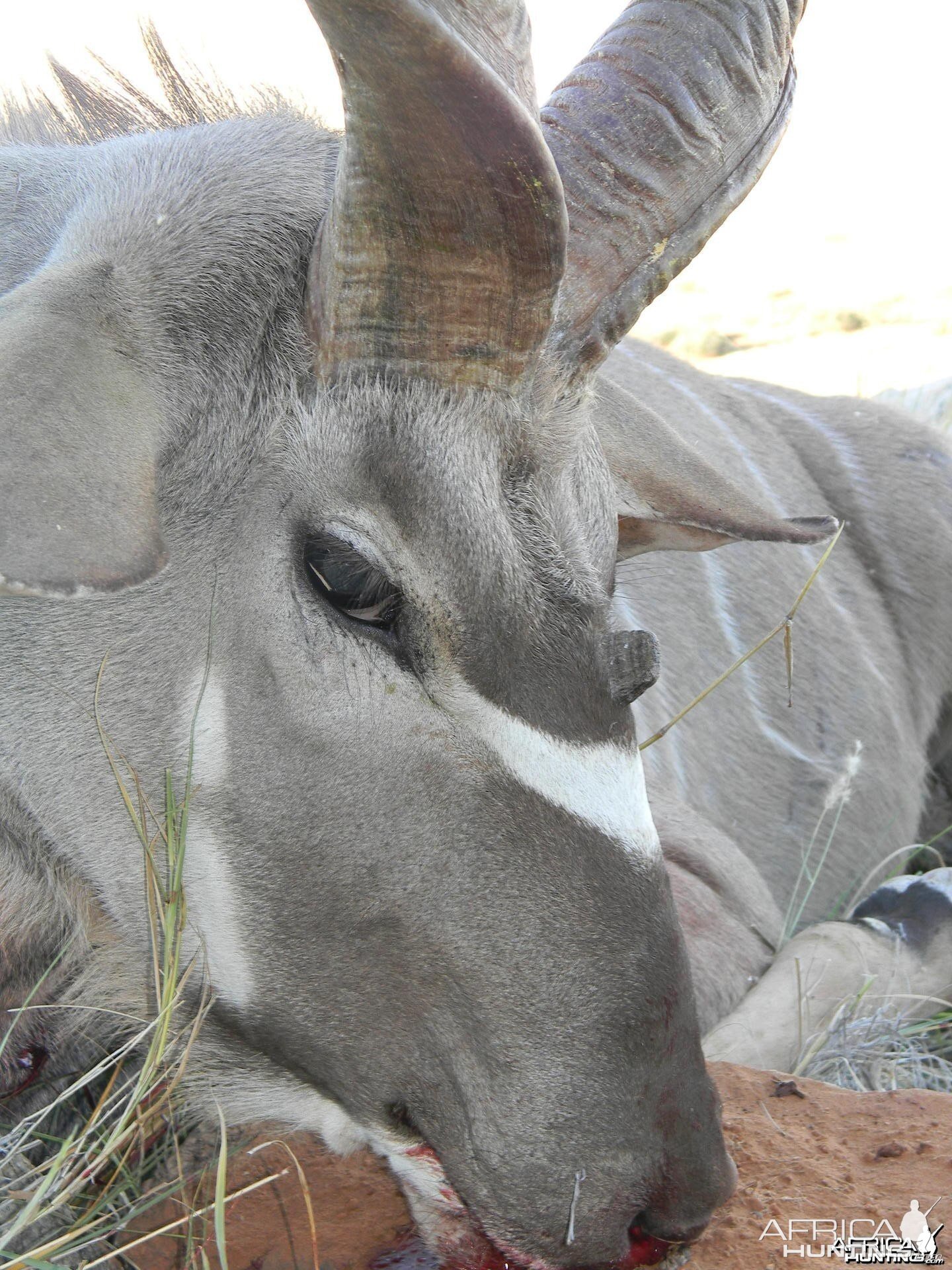 Three horned Greater Kudu hunted in South Africa