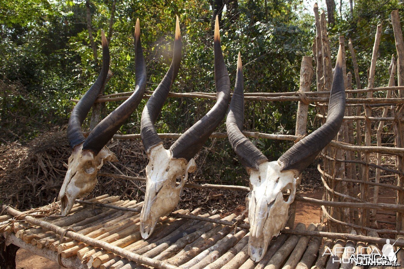 Three sets of Bongo horns