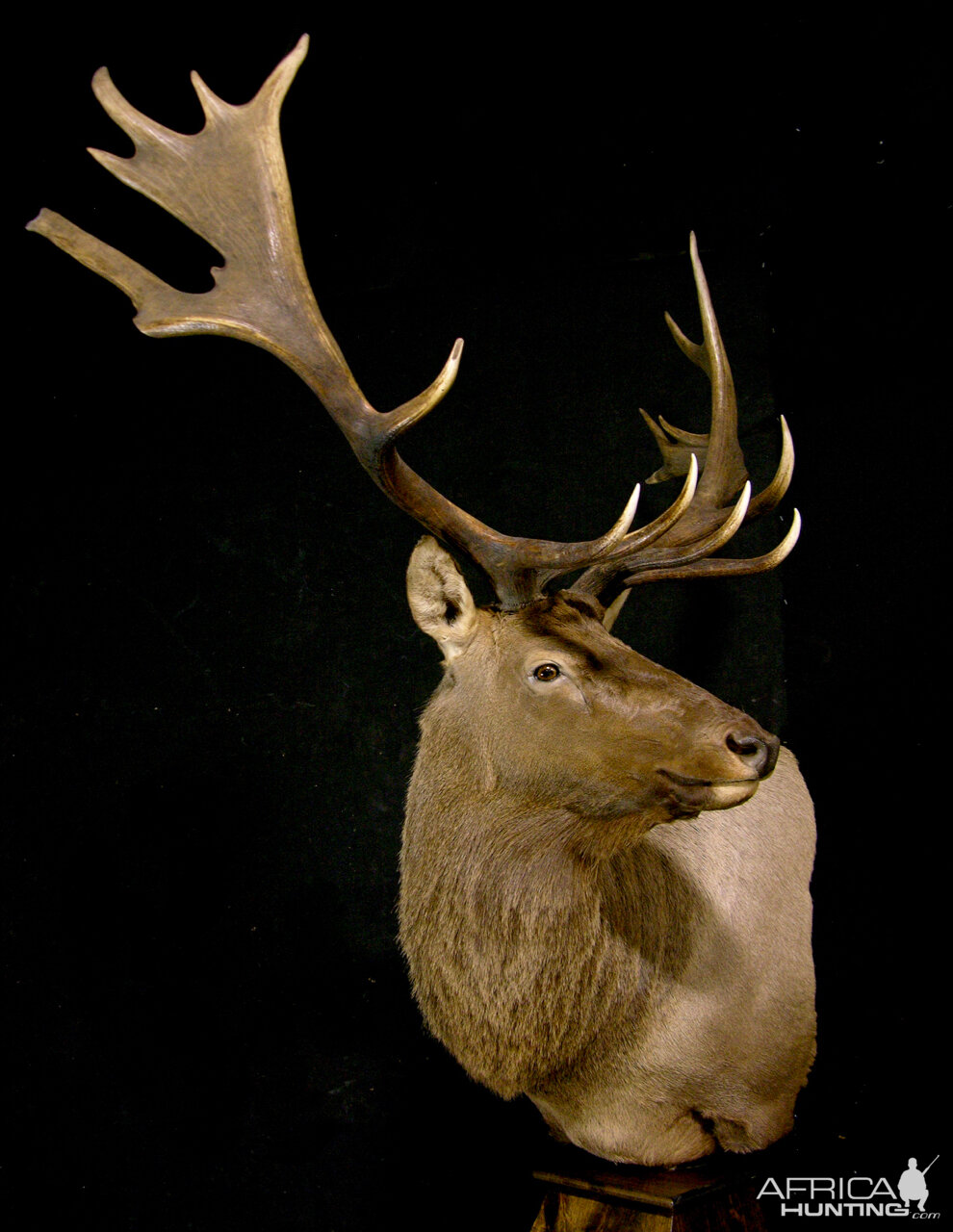 Tian Shan Wapiti / Asian Elk shoulder Mount Pedestal Taxidermy