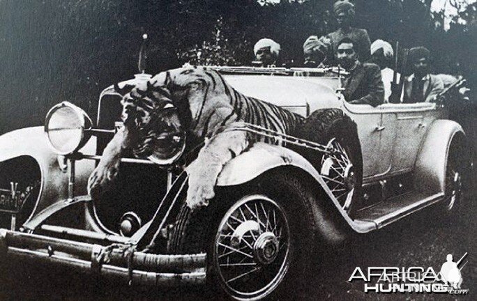 Tiger and Rolls Royces, Narsingh, India