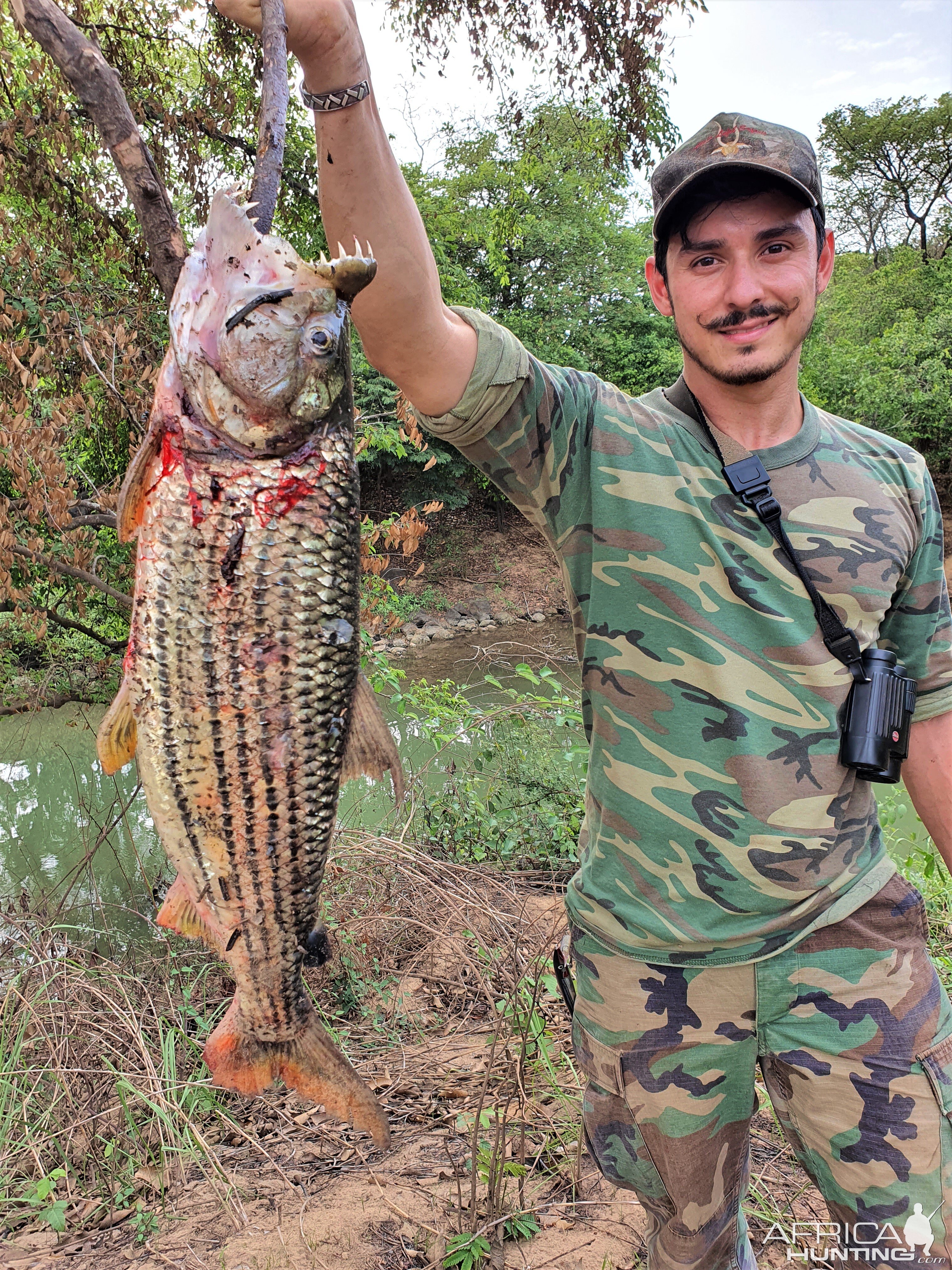 Tiger Fishing Central African Republic