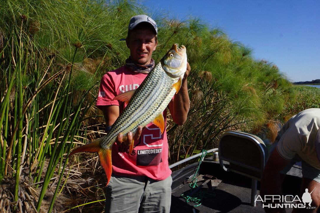 Tiger Fishing Okavango Delta Botswana
