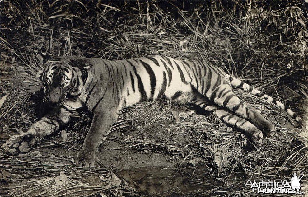 Tiger Hunting in Malay Malaysia ca 1920