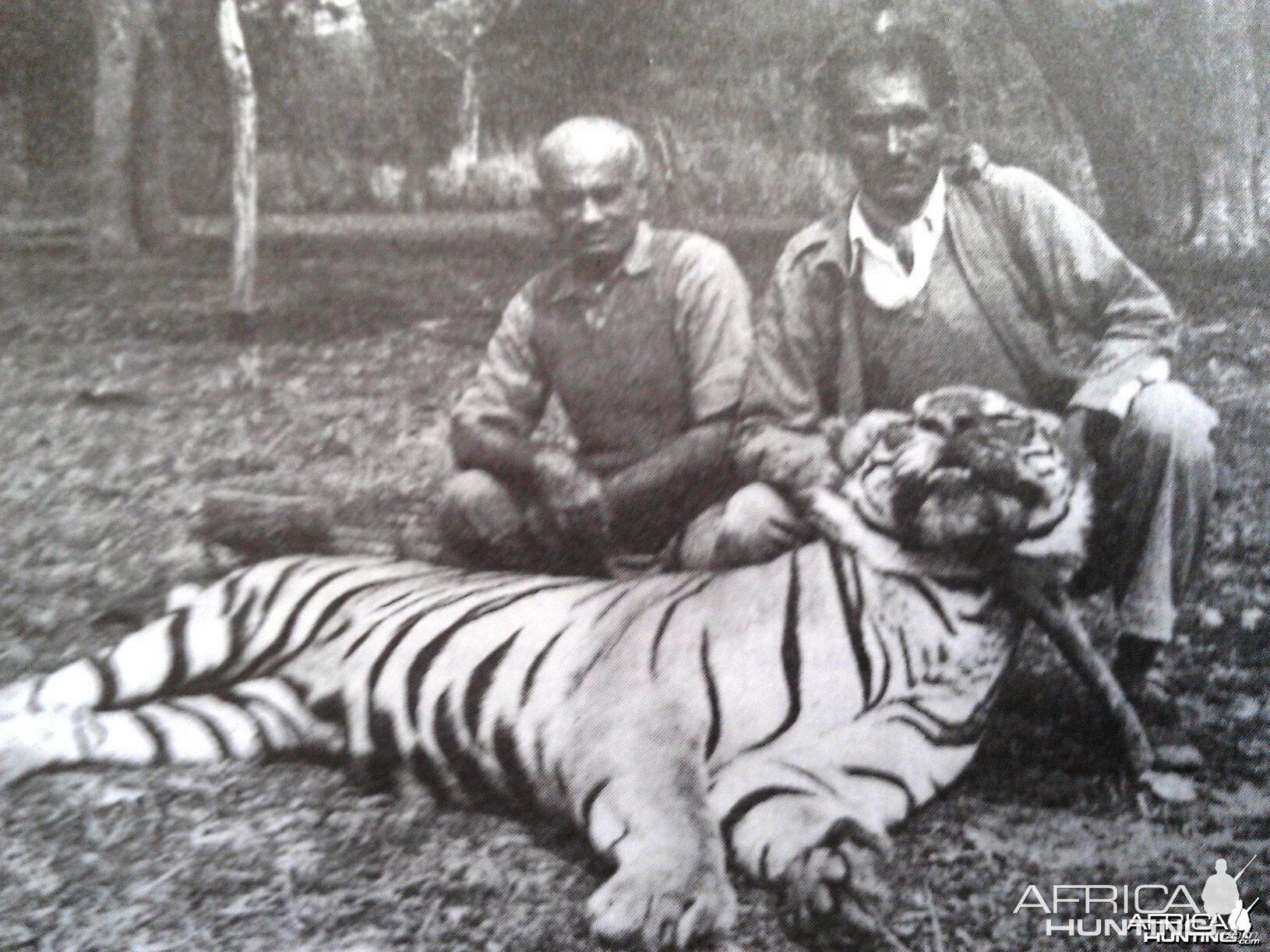 Tiger hunting picture from the British Raj Era