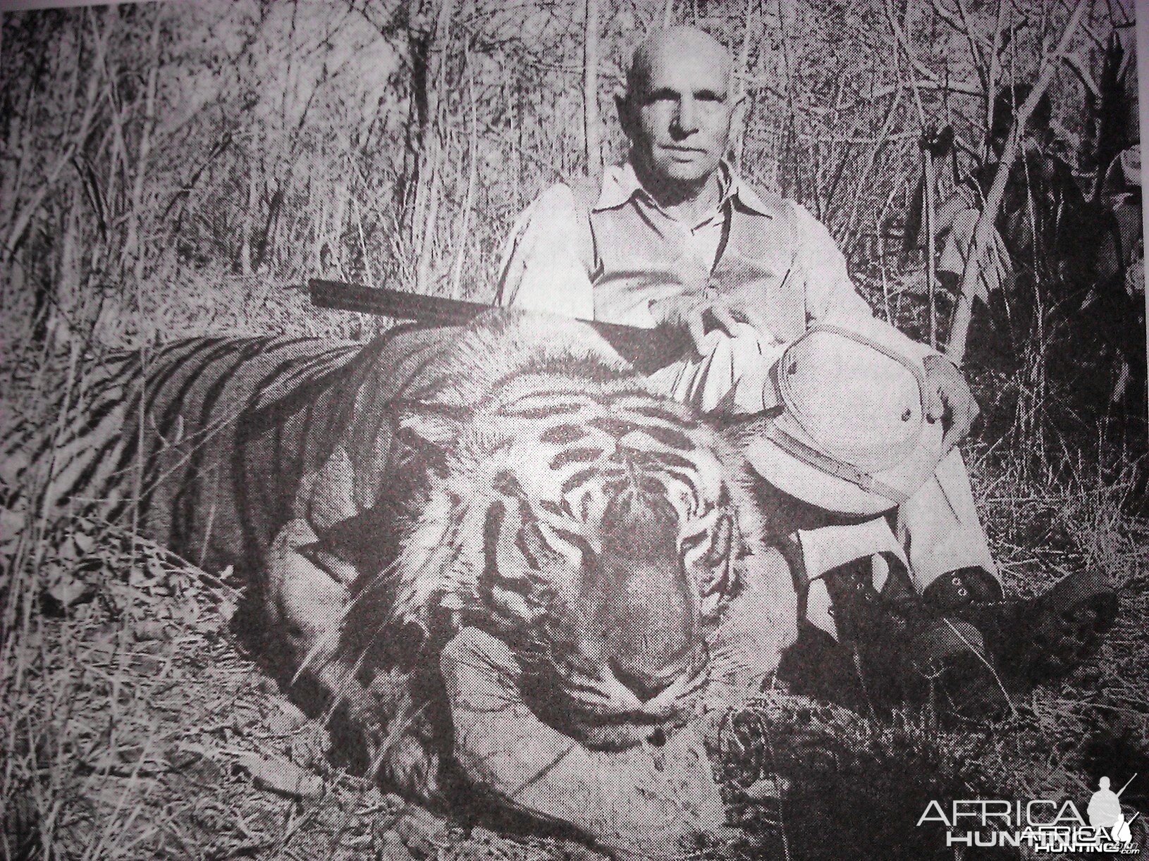 Tiger hunting picture from the British Raj Era