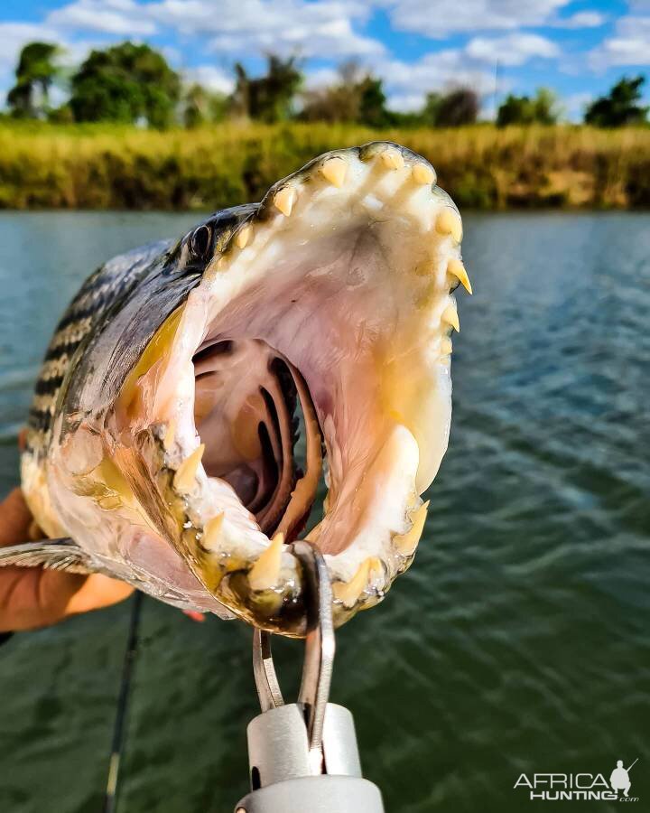 Tigerfish Fishing South Africa