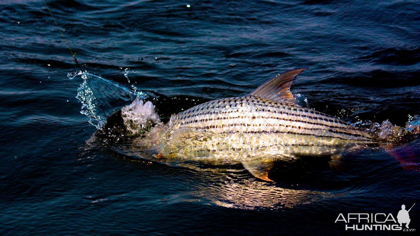 Tigerfish Fishing South Africa