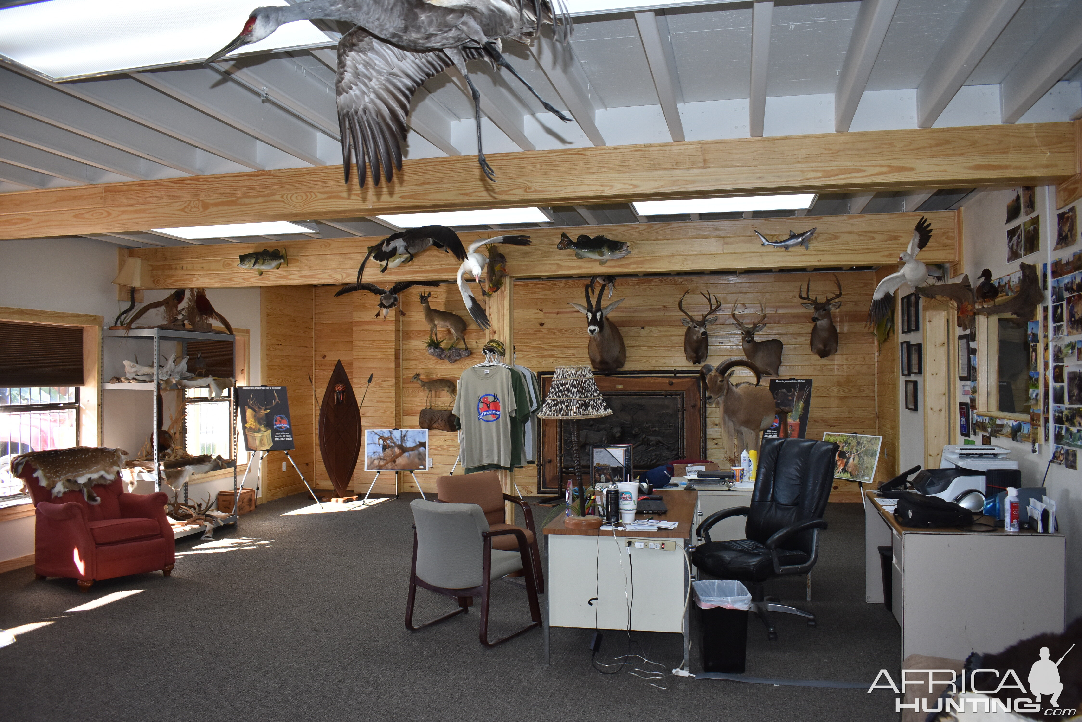 Top of Texas Taxidermy New Showroom and Studio