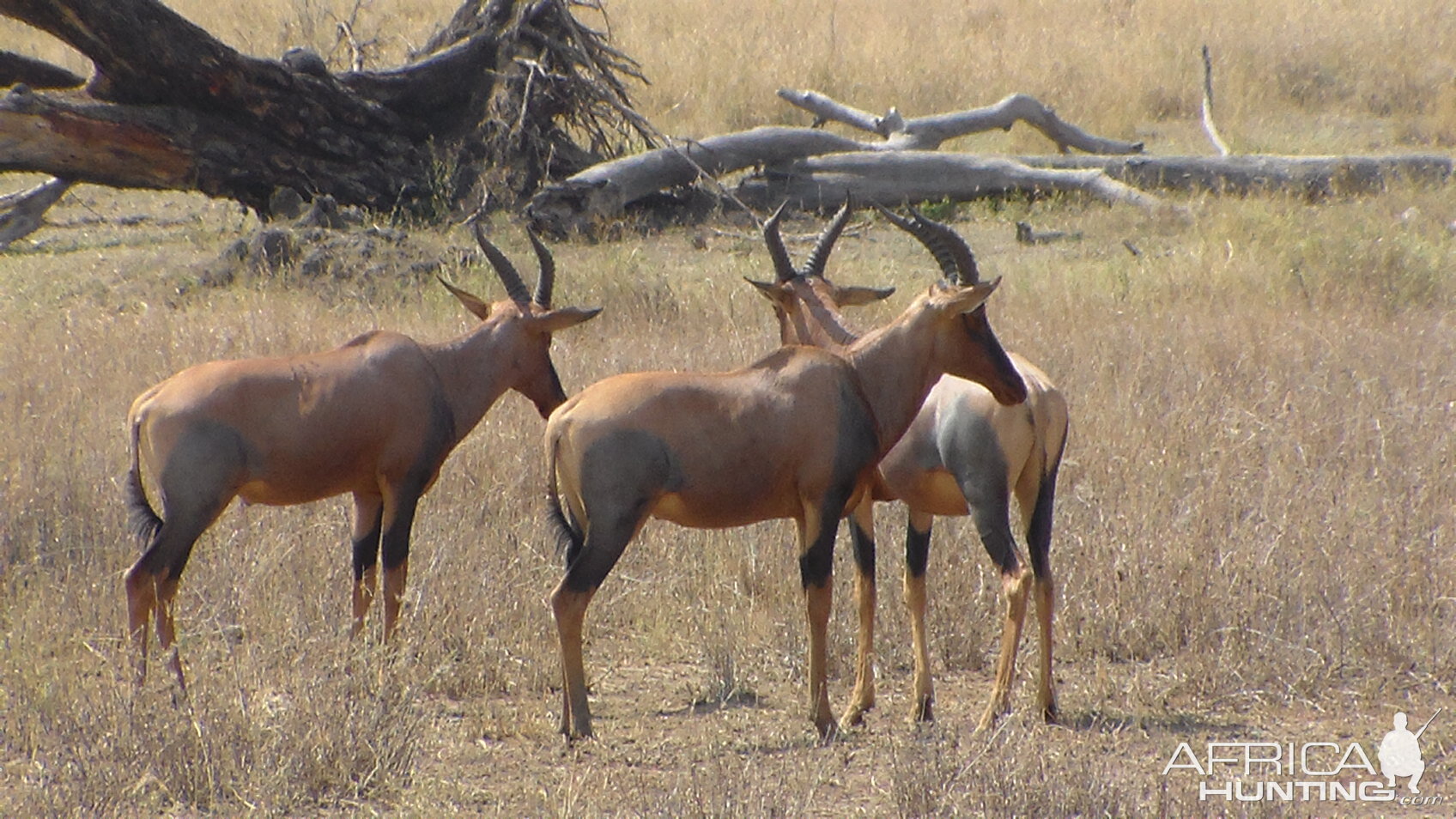 Topi in Tanzania