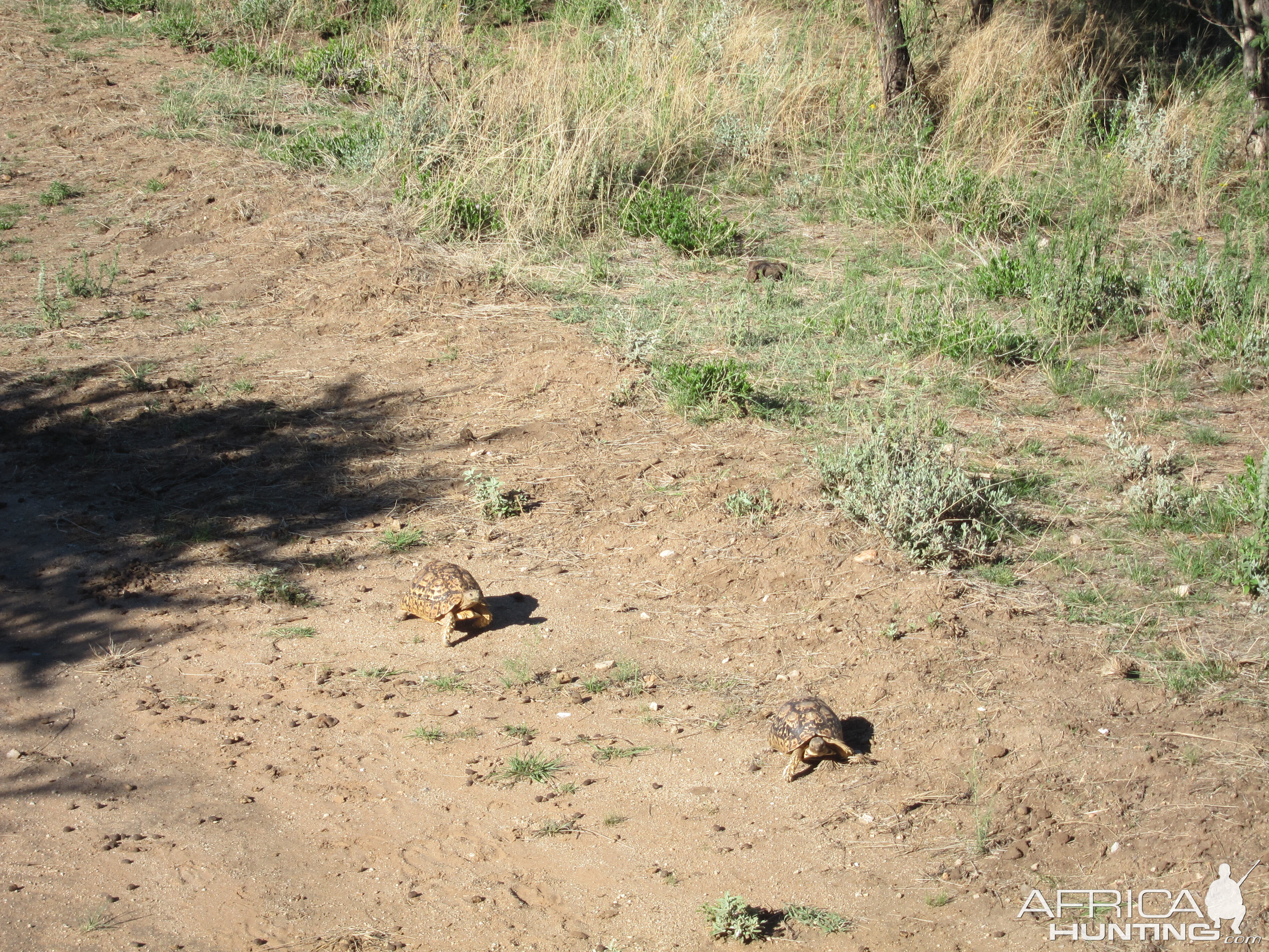 Tortoise Namibia