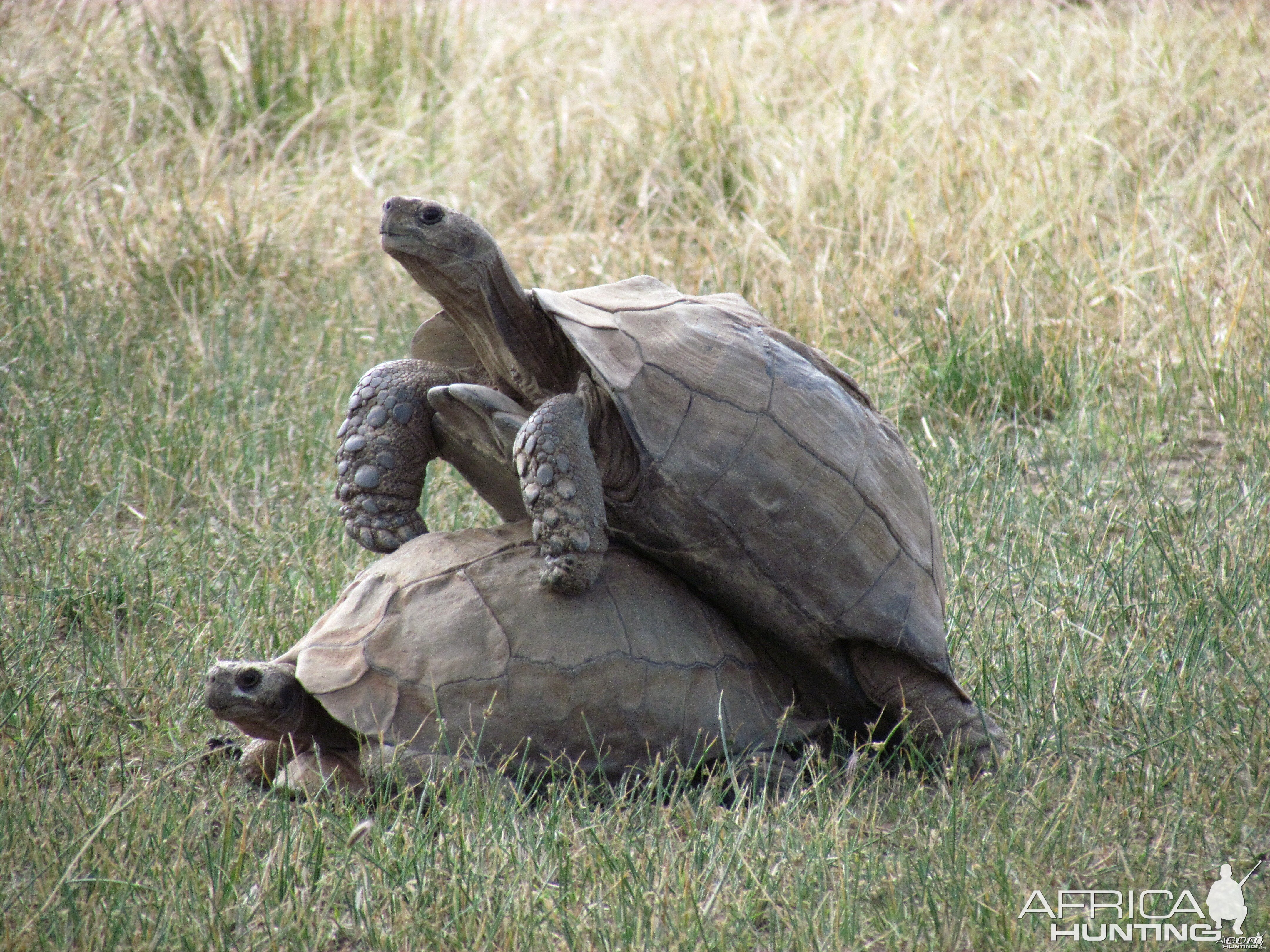 Tortoise Tango