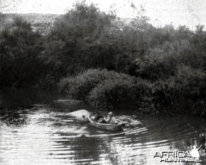 Towing the hippo shot by Theodore Roosevelt