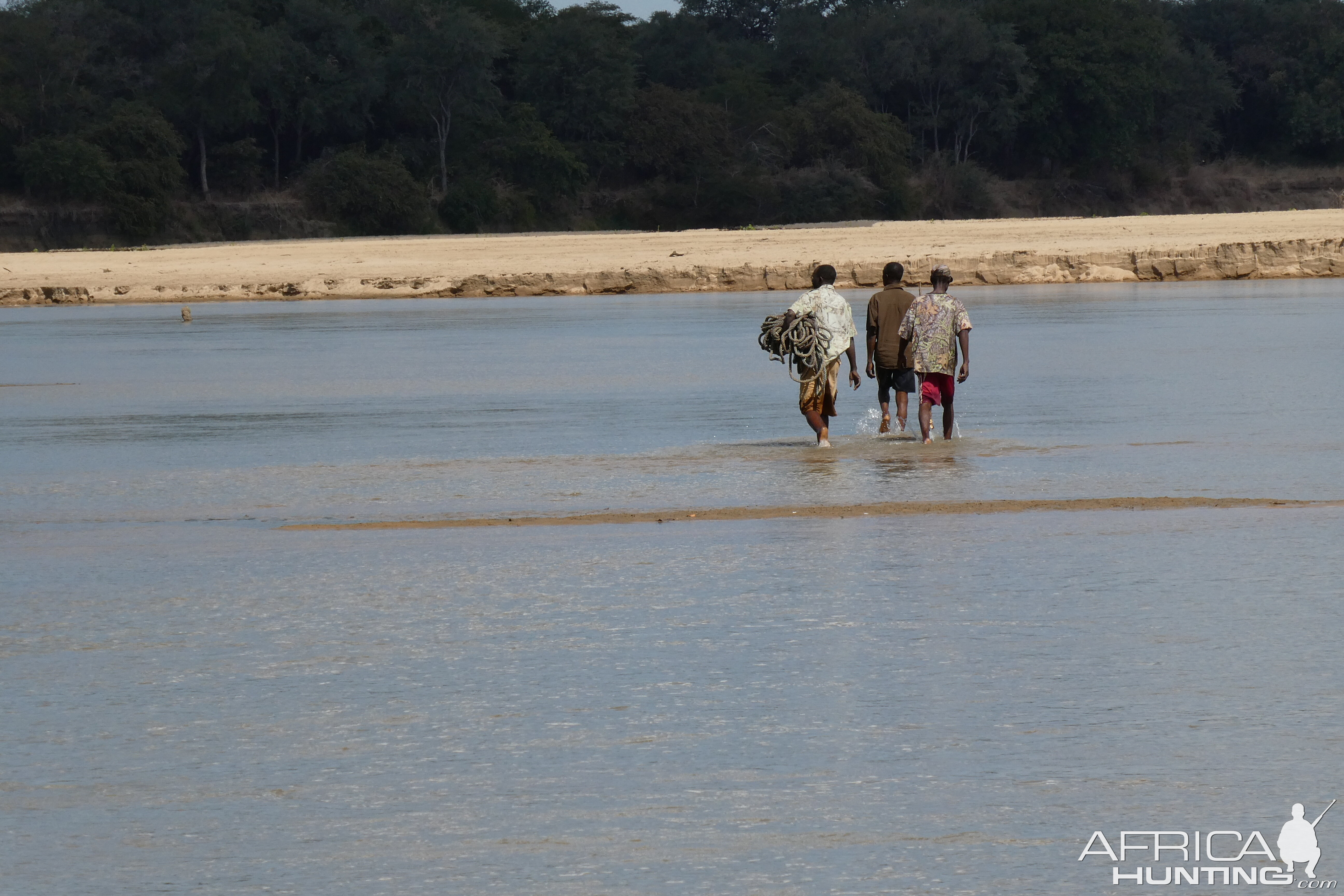 Trackers retrieving Crocodile Zambia