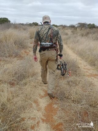 Tracking Buffalo Cow For Bow Hunt Limpopo