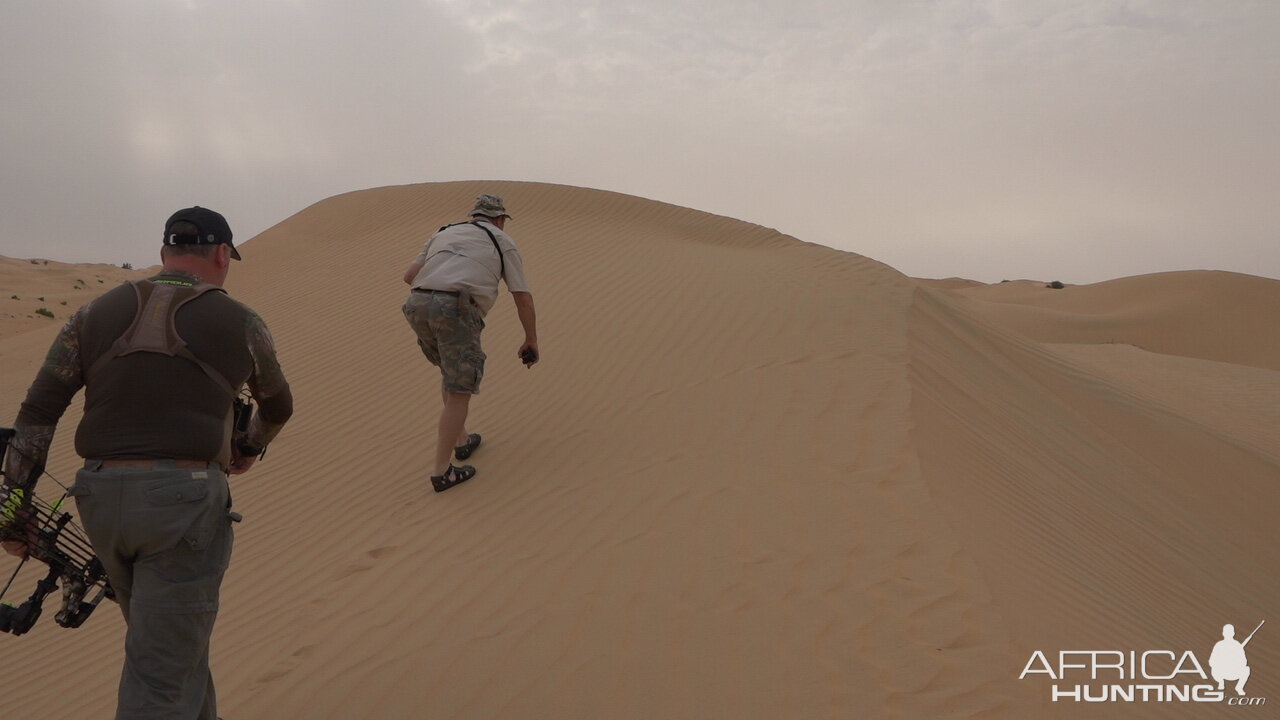 Tracking Mountain Gazelle United Arab Emirates