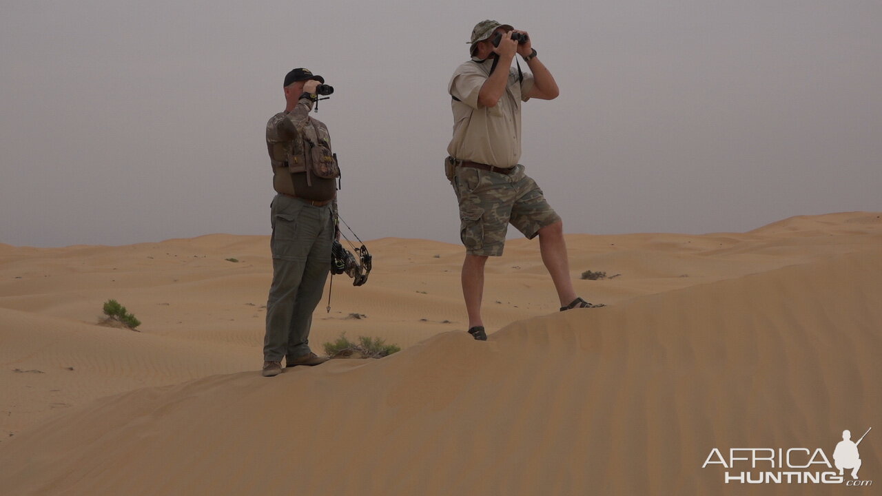 Tracking Mountain Gazelle United Arab Emirates