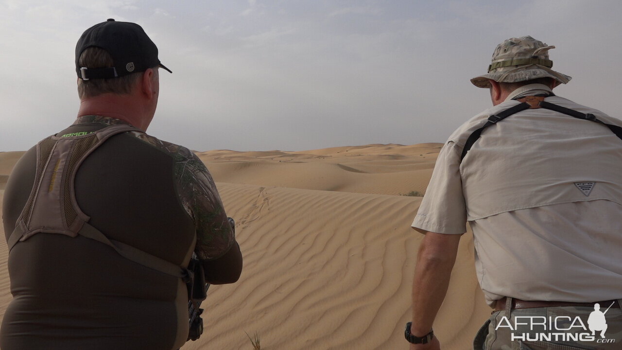 Tracking Mountain Gazelle United Arab Emirates