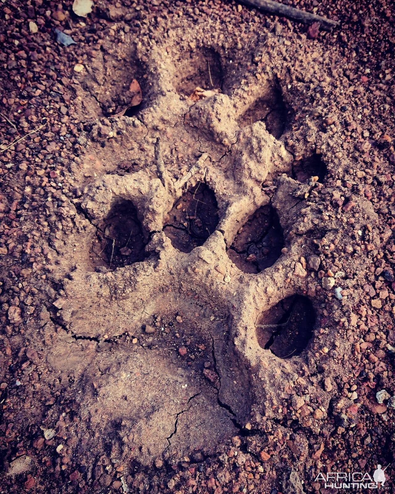 Tracks Zimbabwe