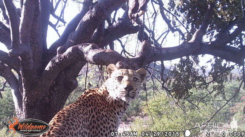 Trail Cam Leopard Nambia