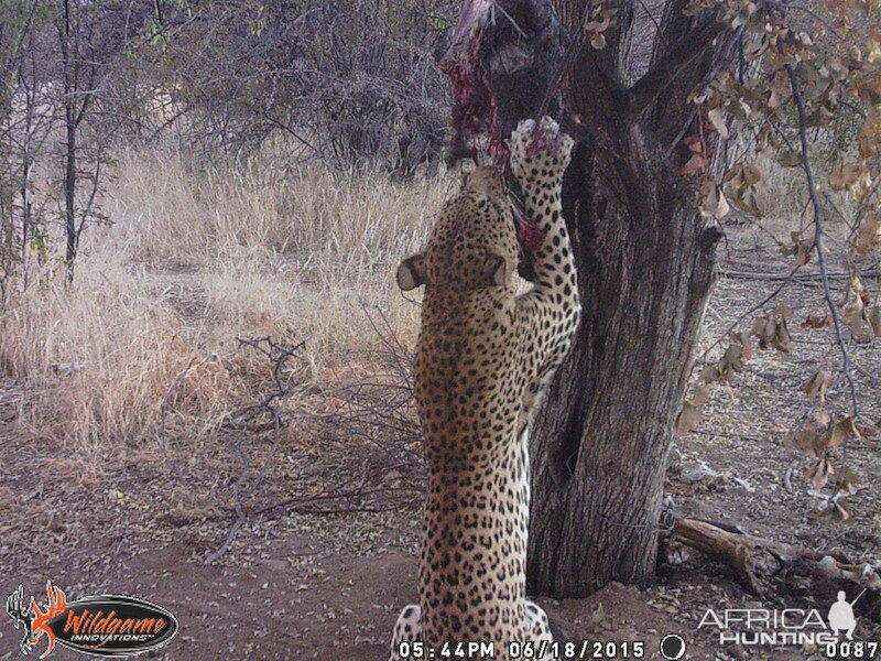 Trail Cam Nambia Leopard