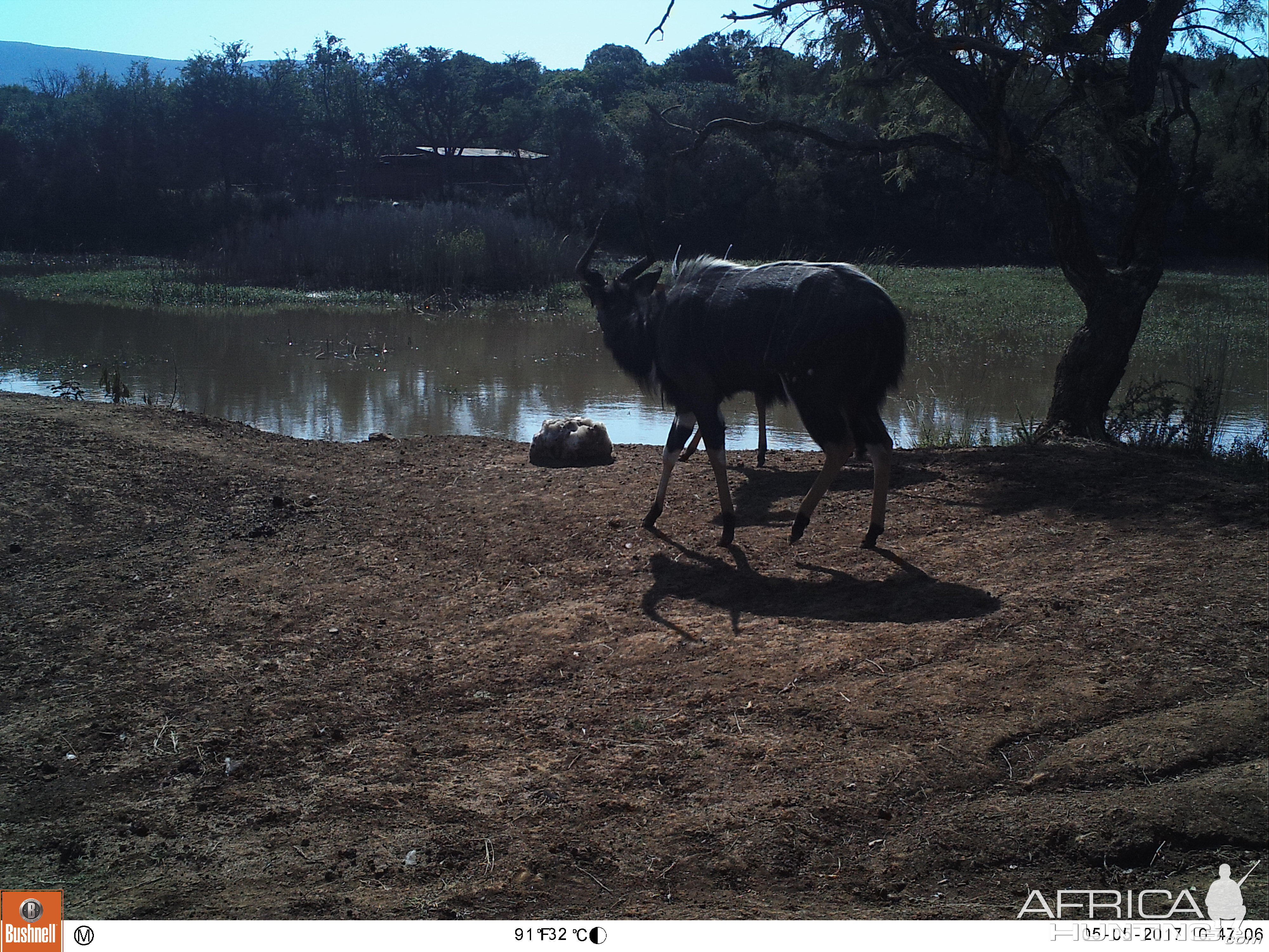 Trail Cam Nyala South Africa