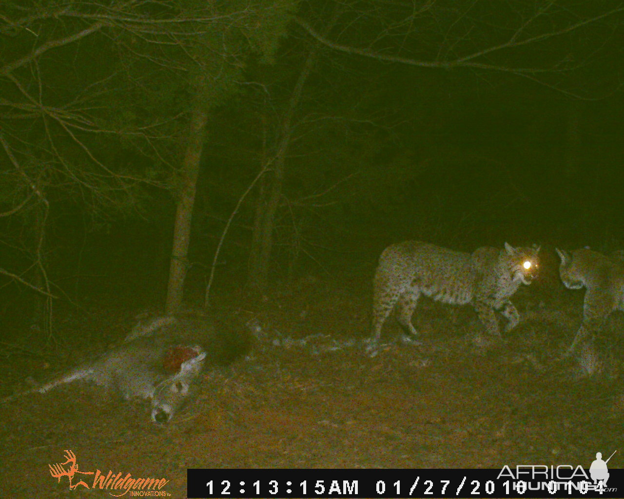 Trail Cam Pics