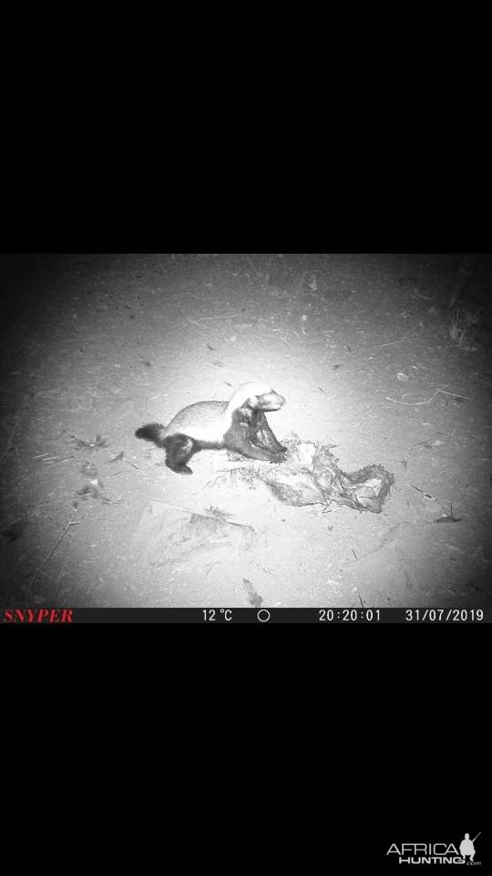 Trail Cam Pictures of African Honey Badger in South Africa