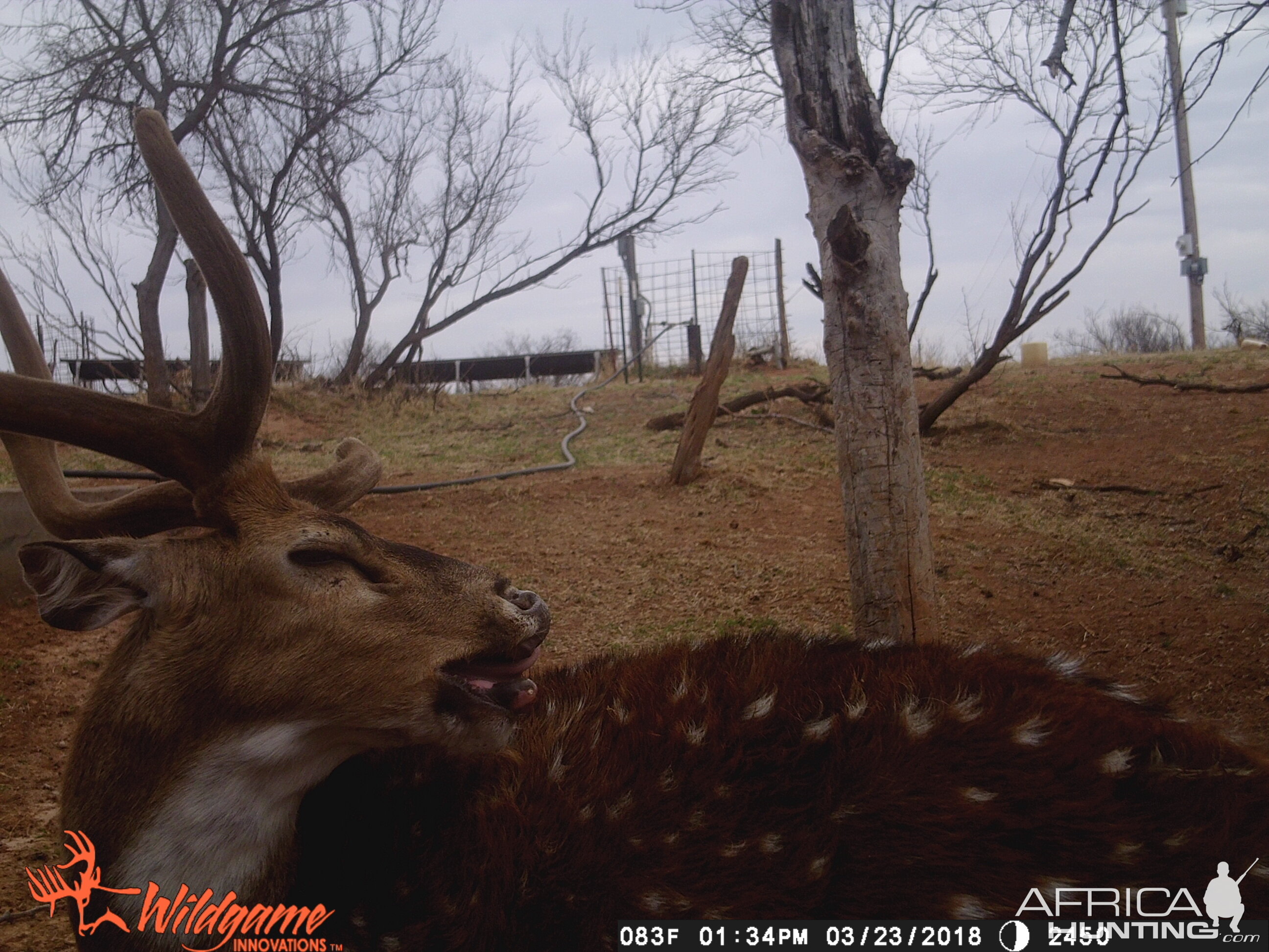 Trail Cam Pictures of Axis Deer Texas
