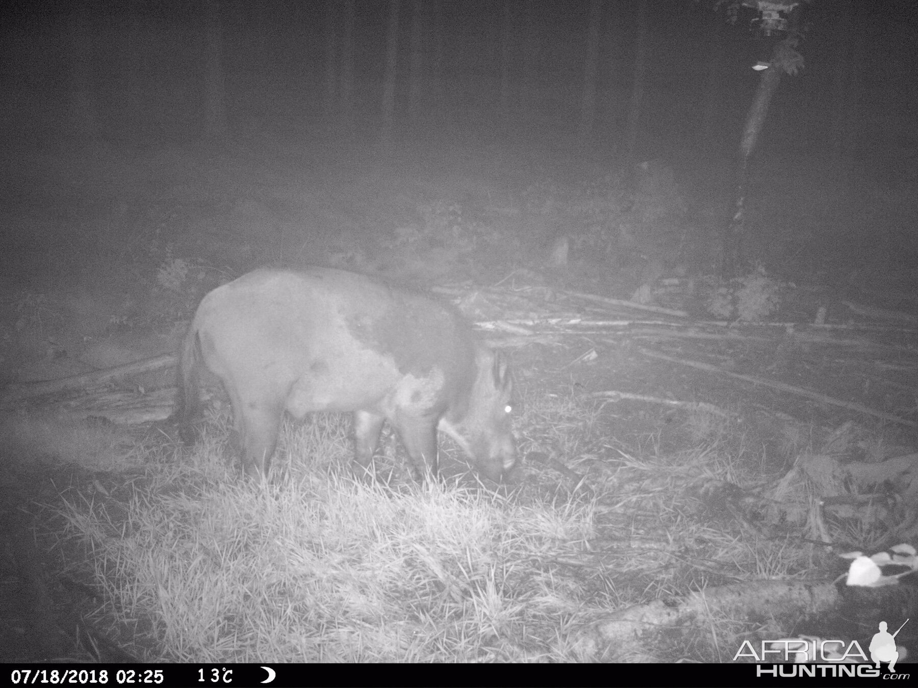 Trail Cam Pictures of Boar in Sweden