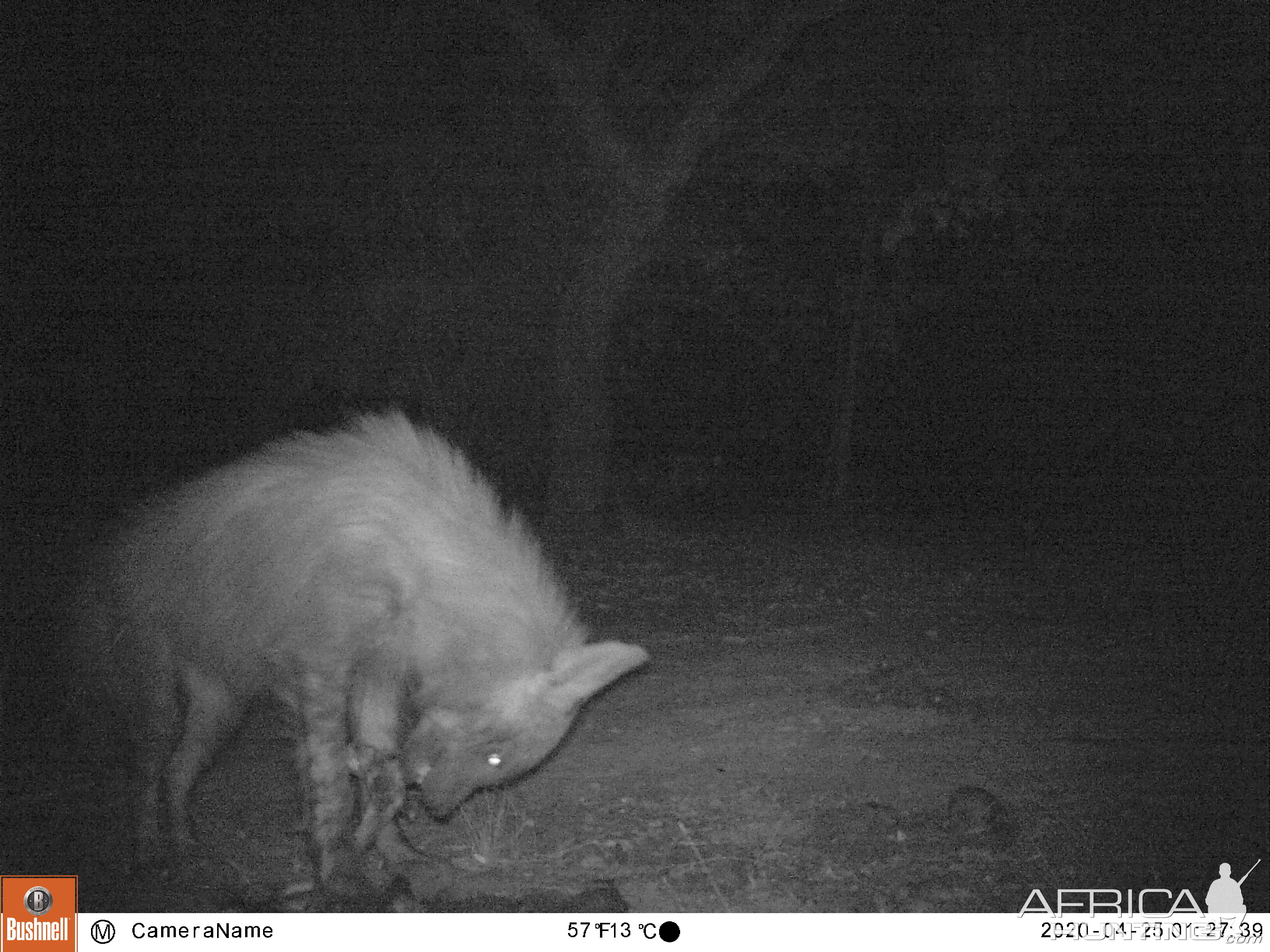 Trail Cam Pictures of Brown Hyena in South Africa