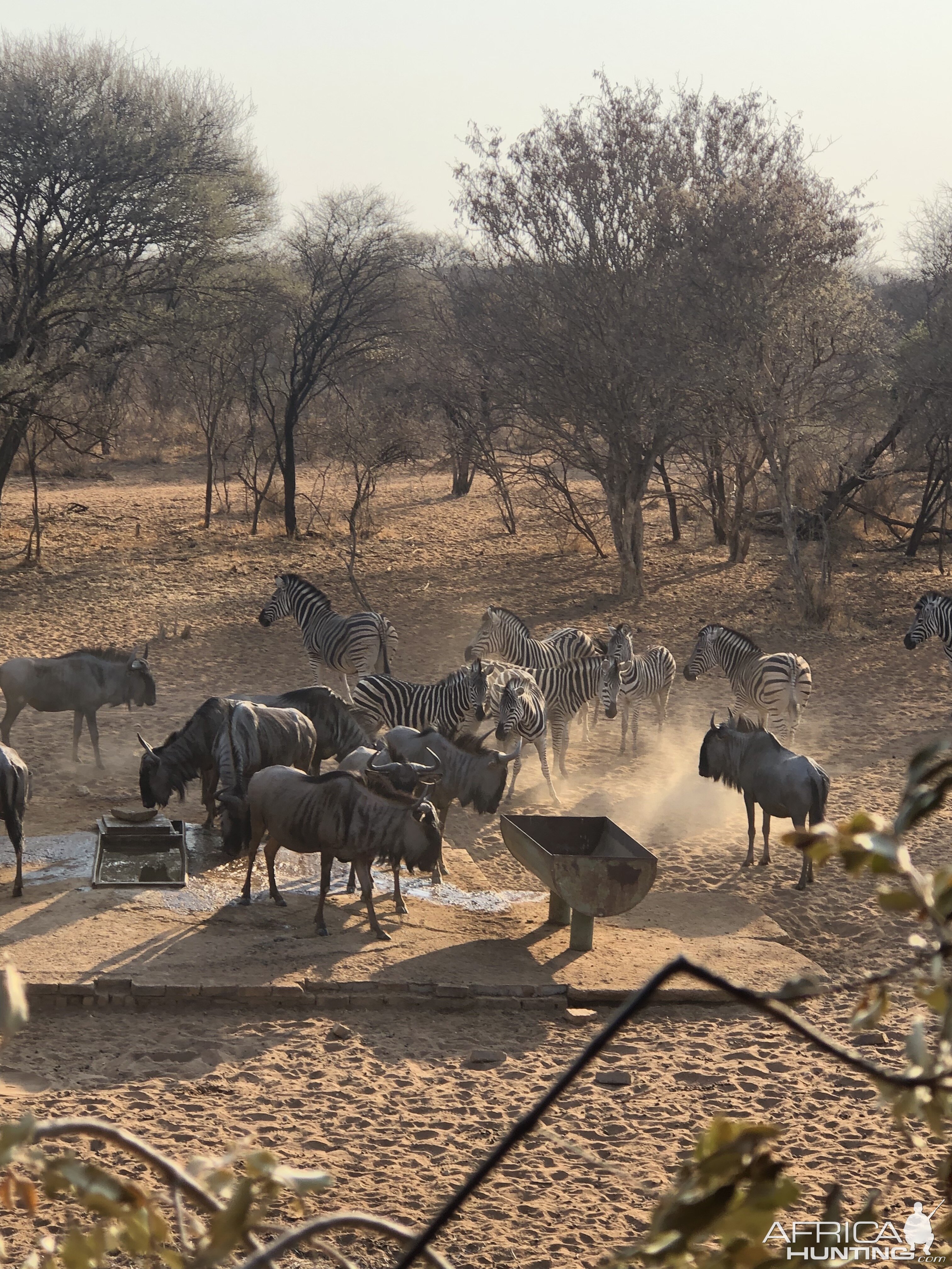 Trail Cam Pictures of Burchell's Plain Zebra & Blue Wildebeest in South Africa