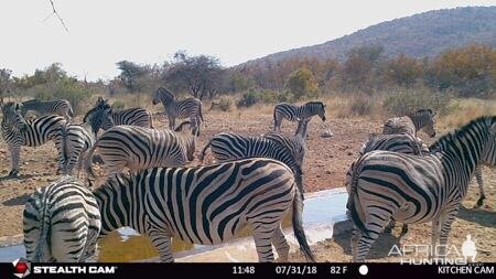 Trail Cam Pictures of Burchell's Plain Zebra in South Africa