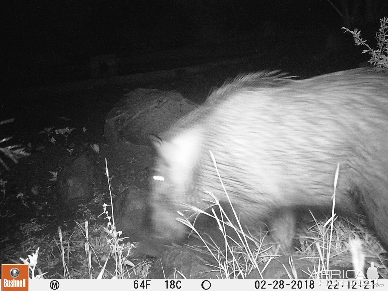 Trail Cam Pictures of Bushpig in South Africa