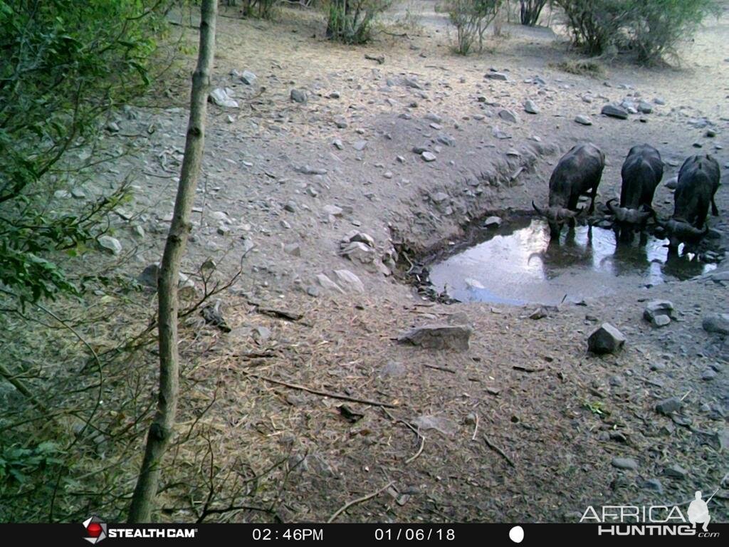 Trail Cam Pictures of Cape Buffalo in Zambia