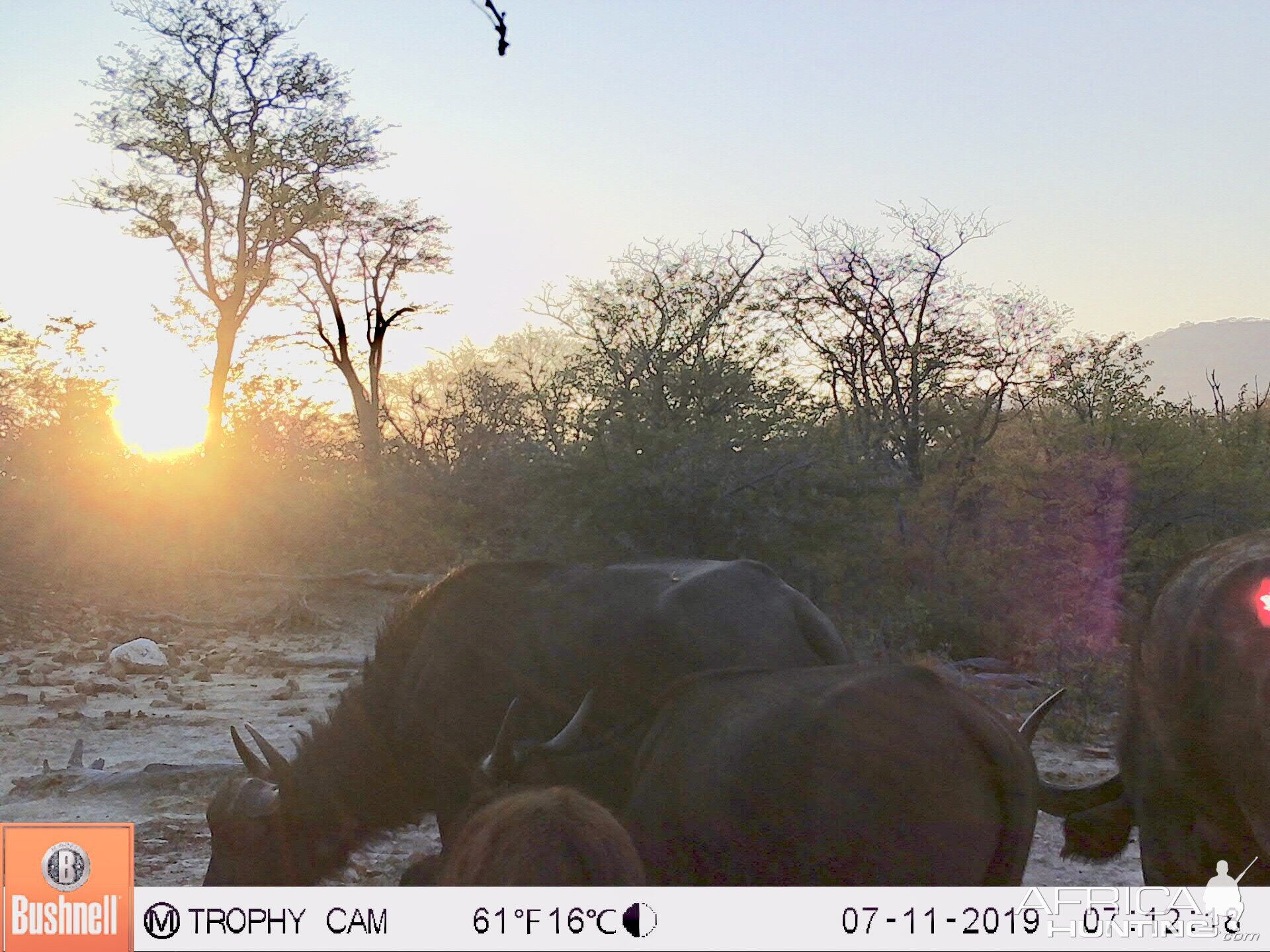 Trail Cam Pictures of Cape Buffalo in Zimbabwe