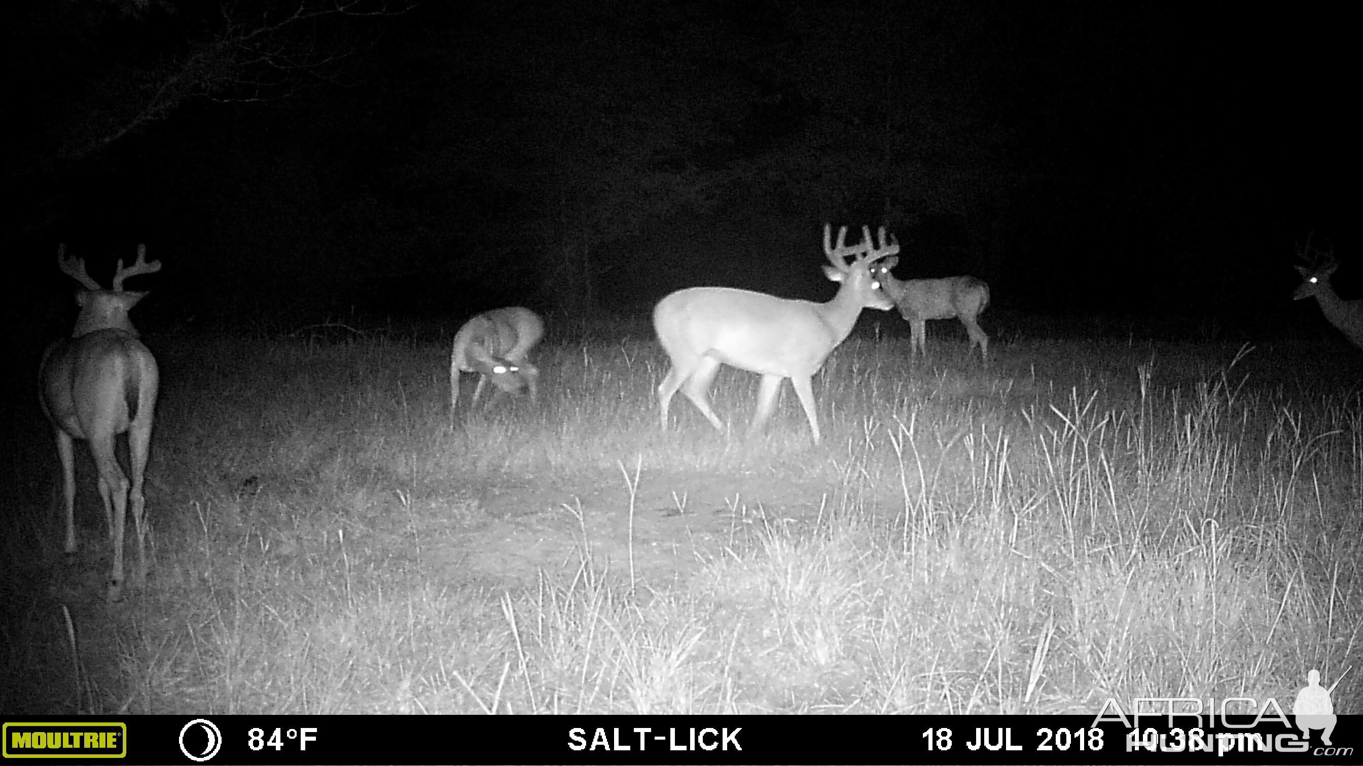 Trail Cam Pictures of Deer in East Texas USA