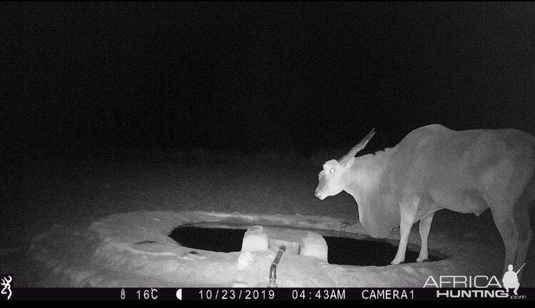 Trail Cam Pictures of Eland in Namibia