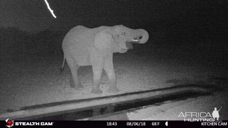 Trail Cam Pictures of Elephant in South Africa