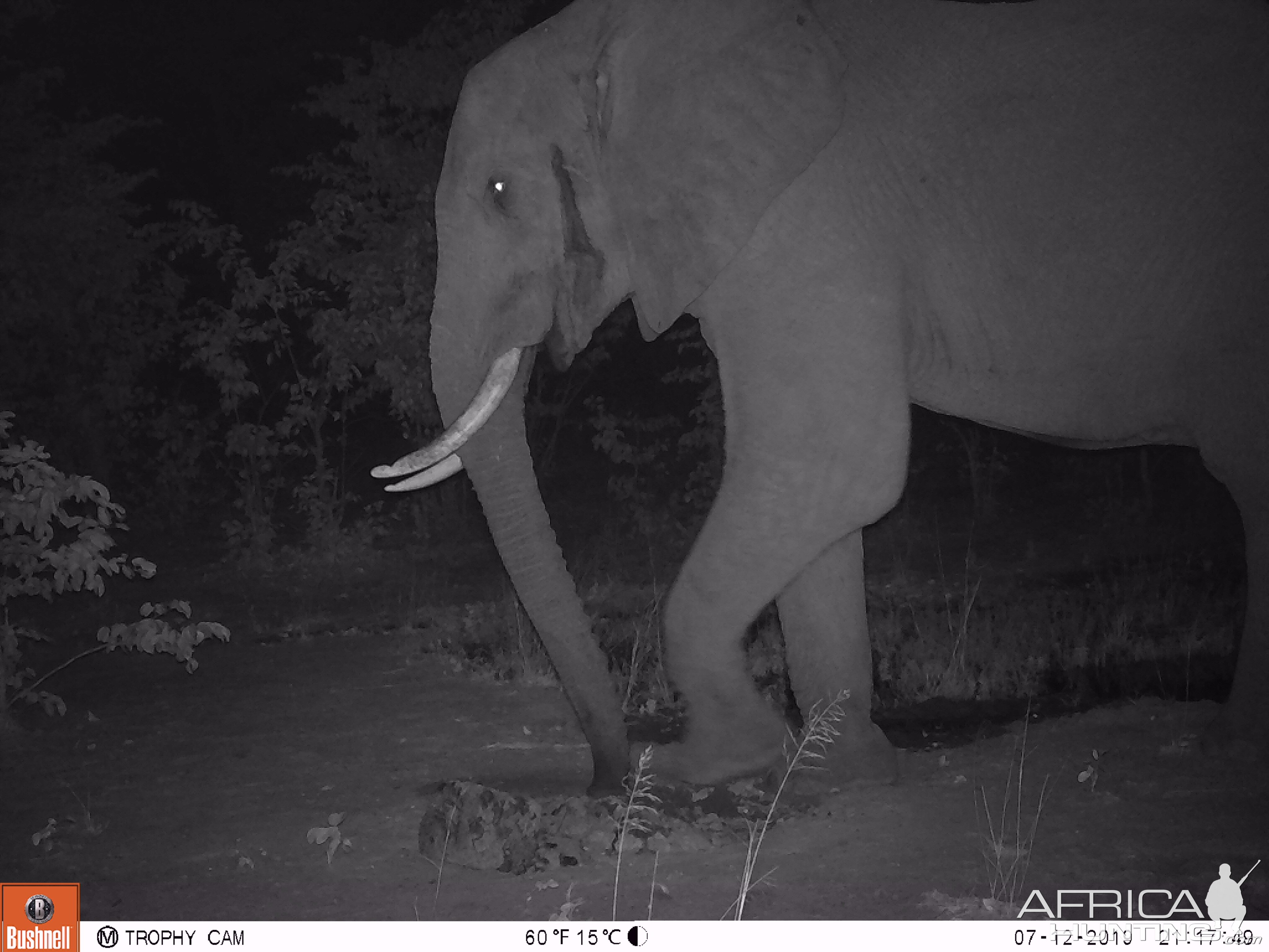 Trail Cam Pictures of Elephant in Zimbabwe