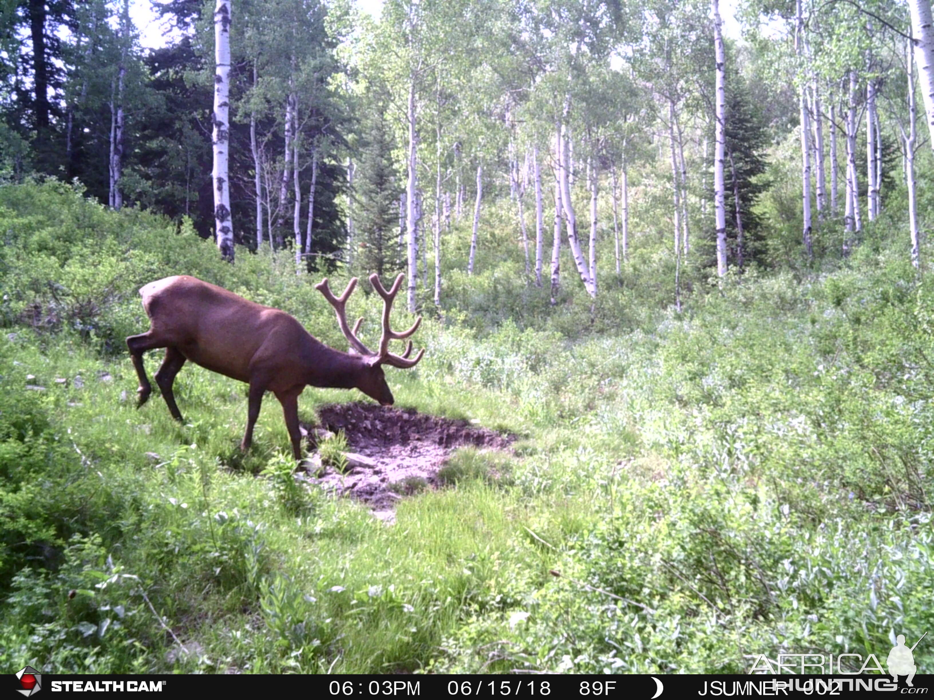 Trail Cam Pictures of Elk