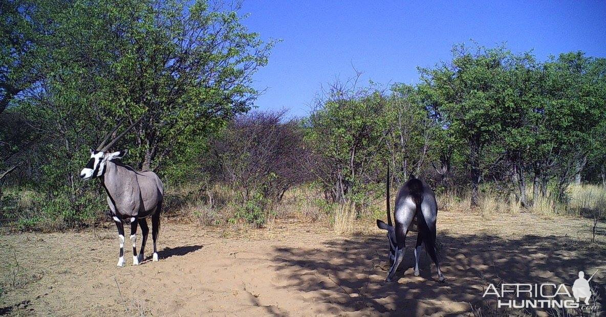 Trail Cam Pictures of Gemsbok Namibia