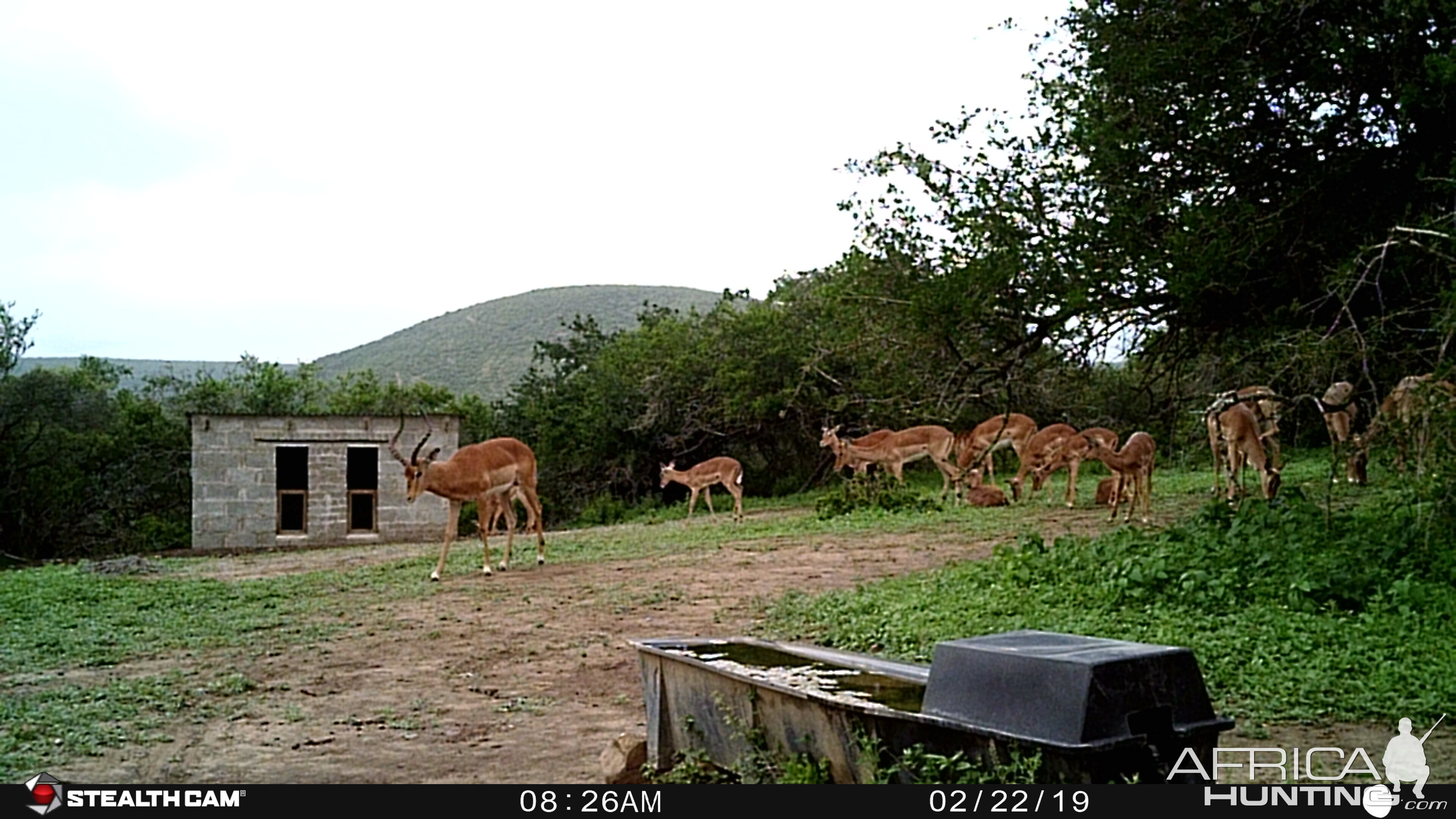 Trail Cam Pictures of Impala in South Africa