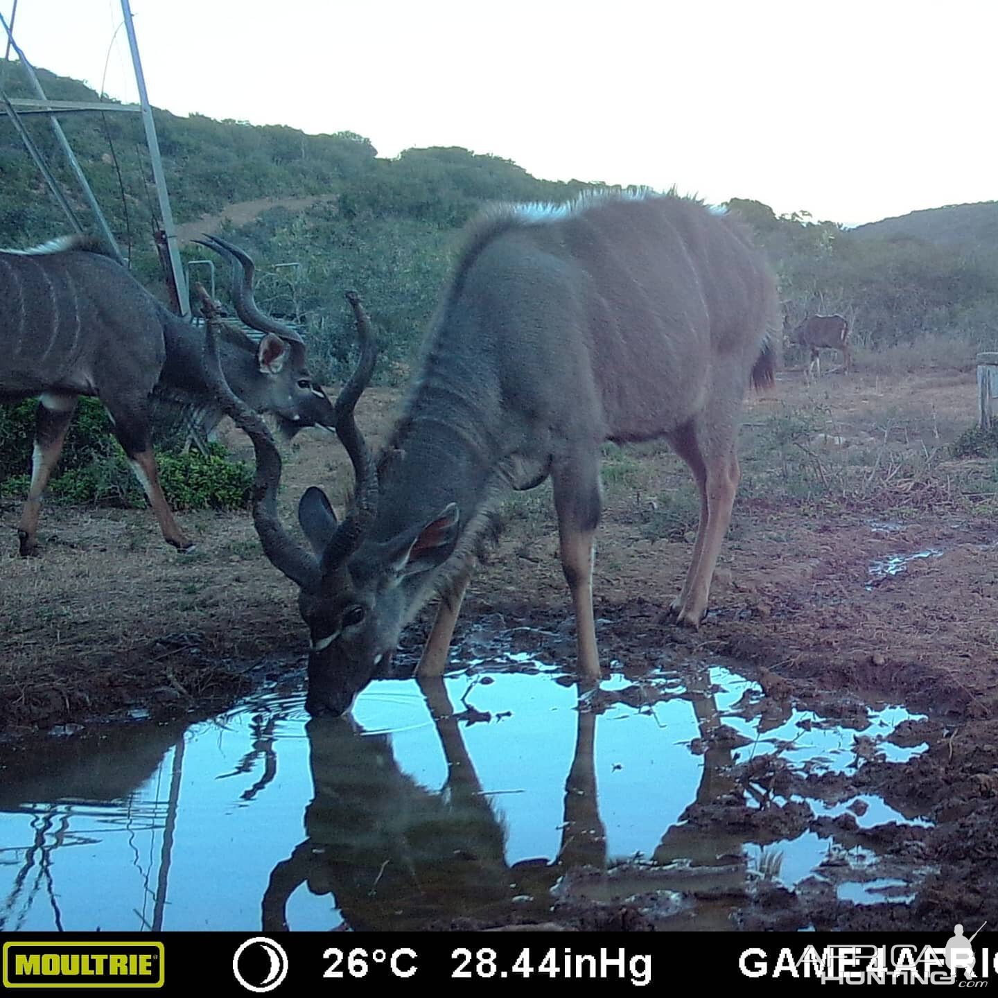 Trail Cam Pictures of Kudu in South Africa