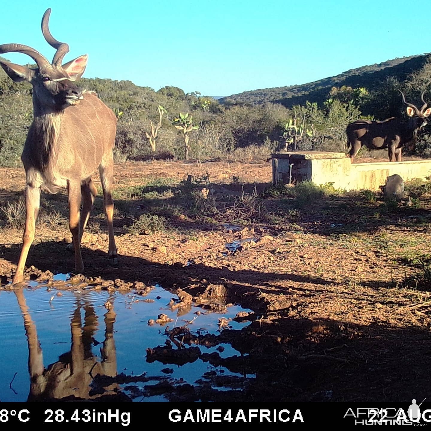 Trail Cam Pictures of Kudu in South Africa