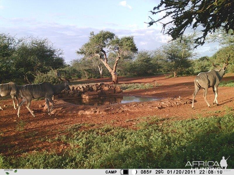 Trail Cam Pictures of Kudu in South Africa