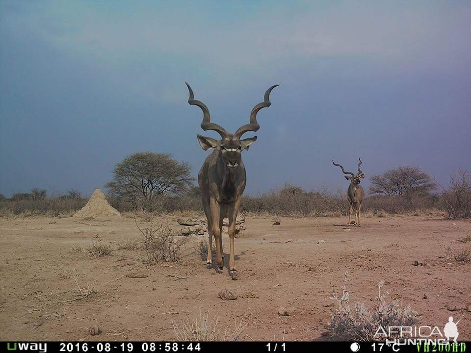 Trail Cam Pictures of Kudu Nambia