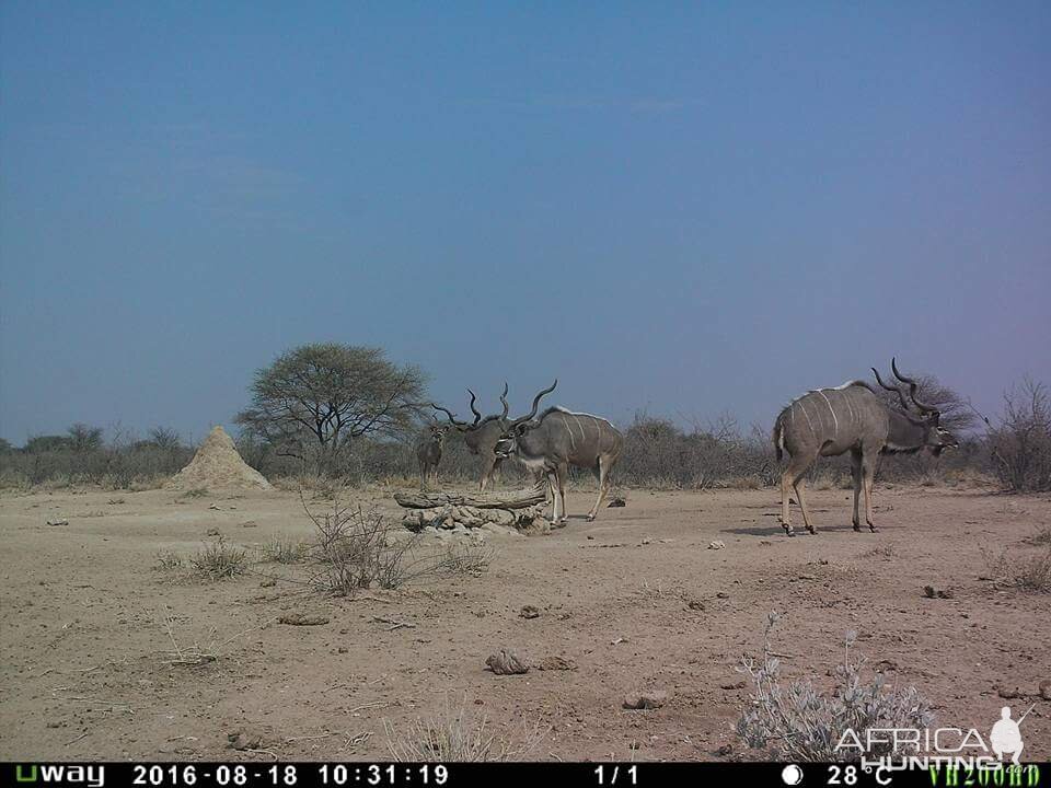 Trail Cam Pictures of Kudu Namibia