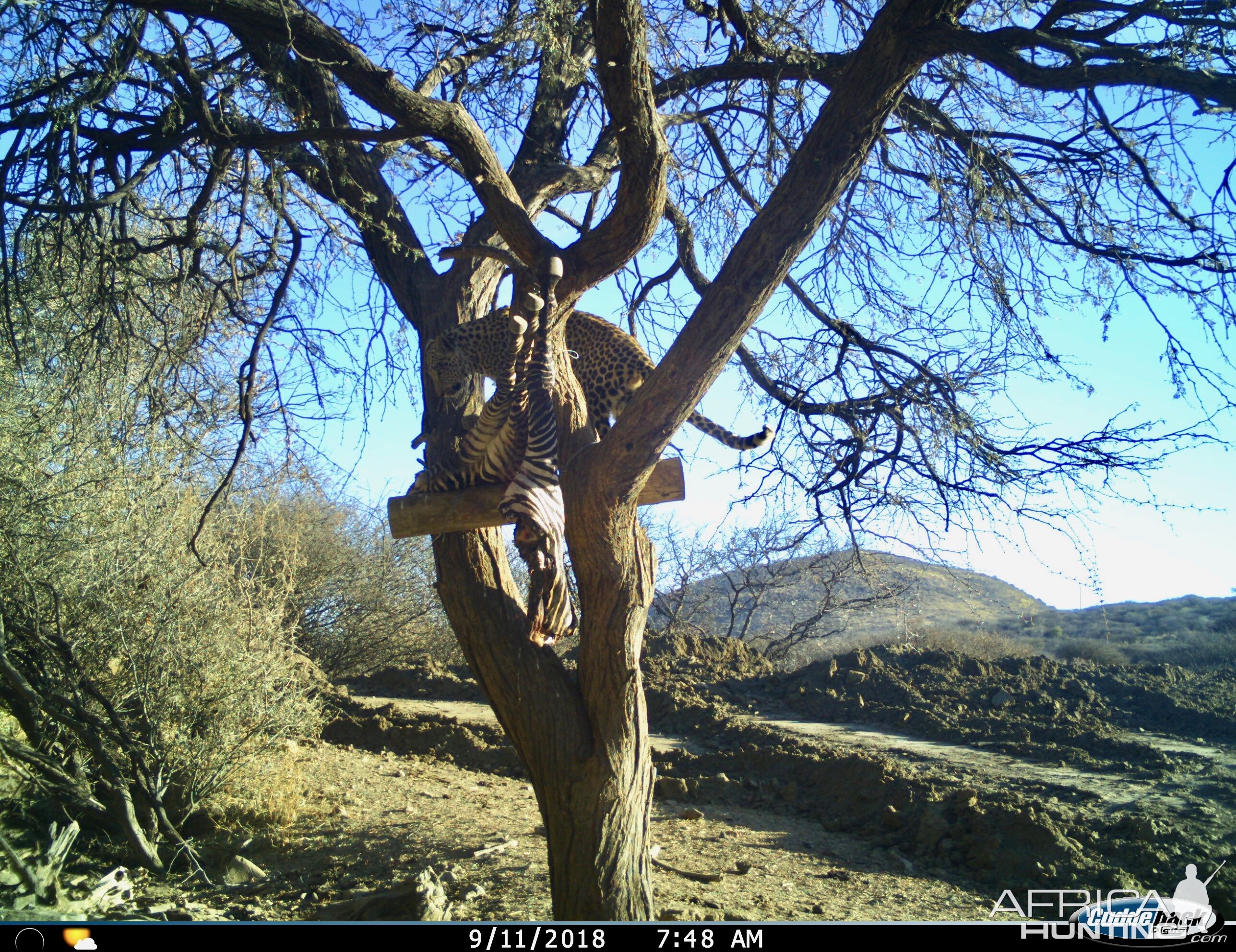 Trail Cam Pictures of Leopard in Namibia