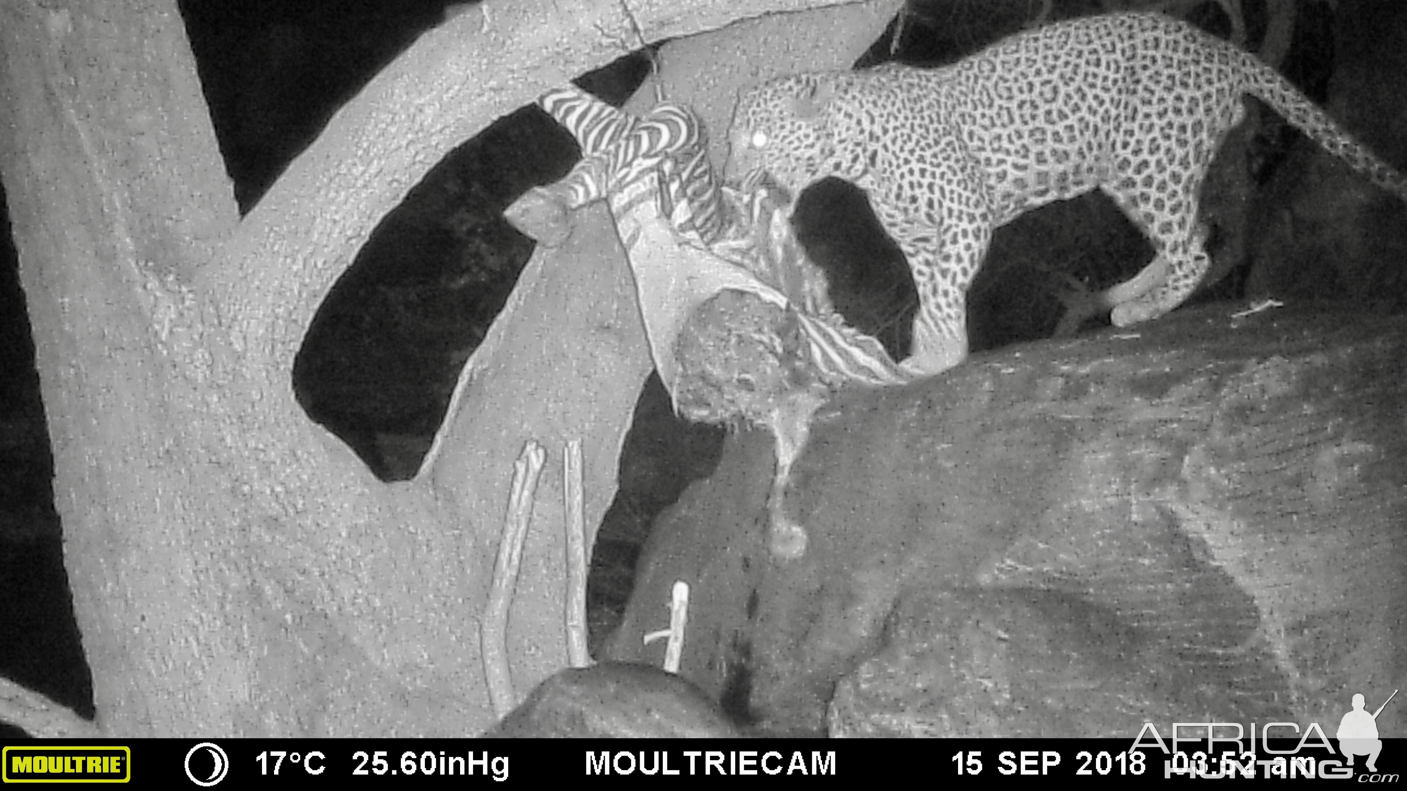 Trail Cam Pictures of Leopard in Namibia